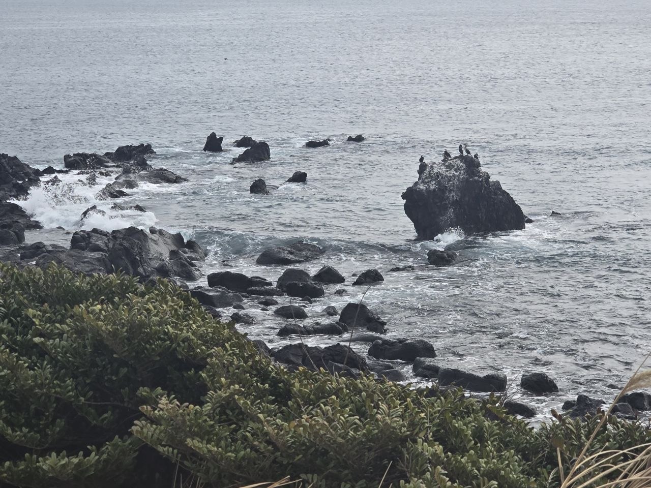 제주 표선면 신천해안 용암 바위 위의 가마우지 무리